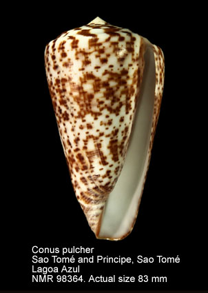 Conus pulcher (8).jpg - Conus pulcher Lightfoot,1786